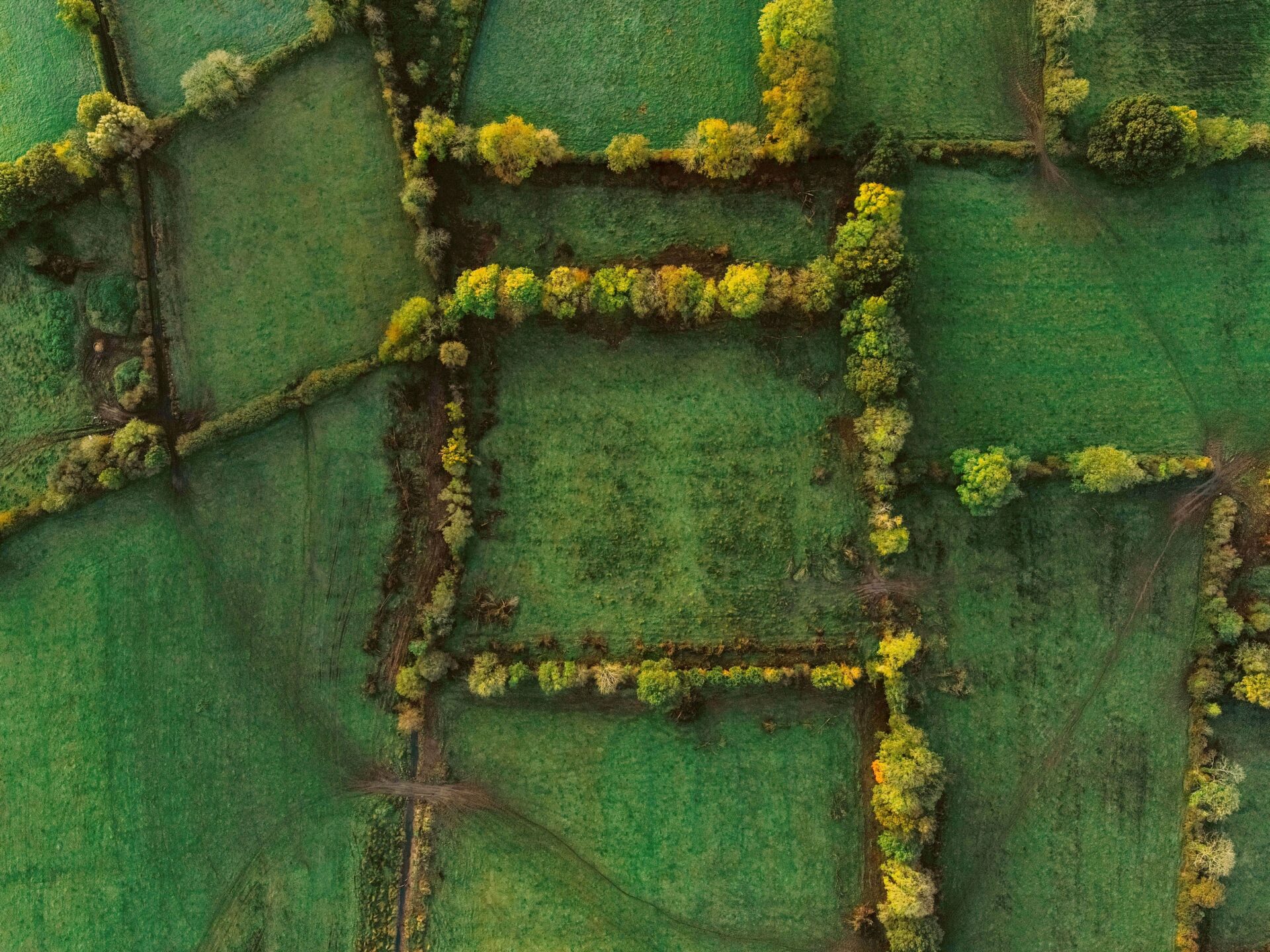 Zadrzewienia śródpolne